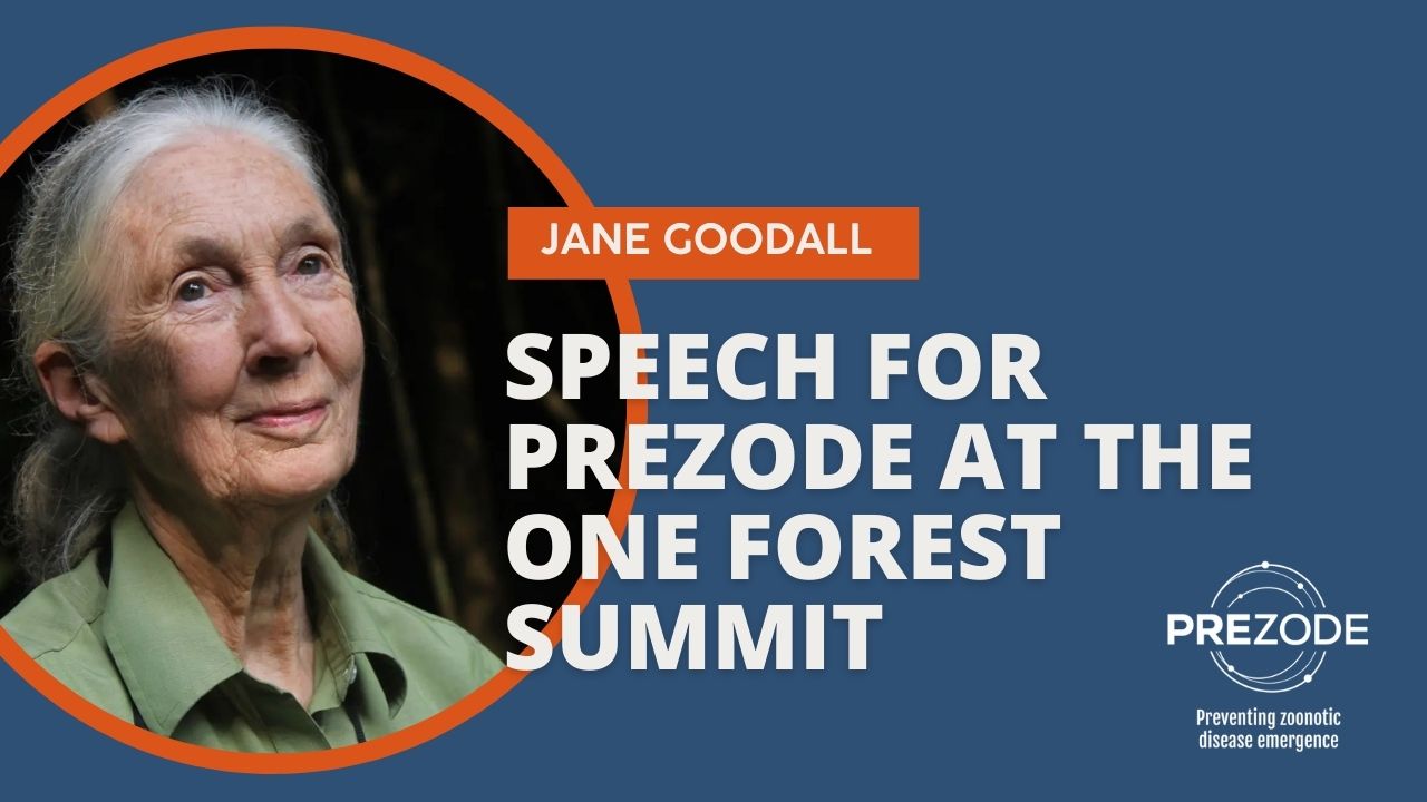 Fighting deforestation to protect biodiversity and prevent of zoonoses image