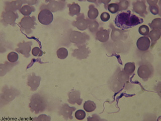 Formes longues (slender) et formes courtes (stumpy) de trypanosome <em>brucei gambiense</em>.