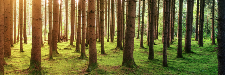 Panel Discussion “facing the spread of HPAI: the need of a OH approach”, held on June 7, 2024. image