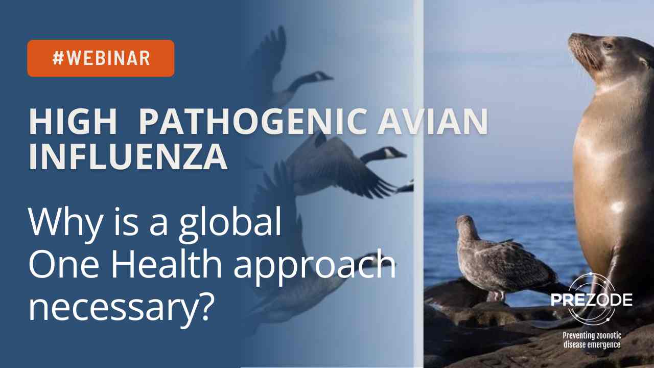 Highly pathogenic avian influenza image